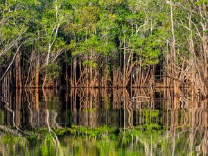 REFLEXO VERDE E MARROM