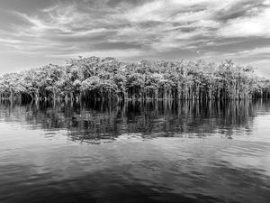ILHA AMAZÔNICA