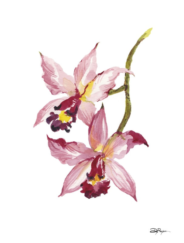 ORQUÍDEA BOTÂNICA