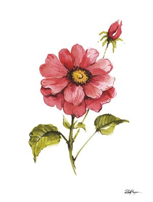 ROSA BOTÂNICA
