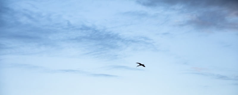 VOO DO GUARÁ SOLITÁRIO