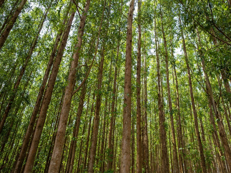 A BELEZA DA FLORESTA DE EUCALIPTOS