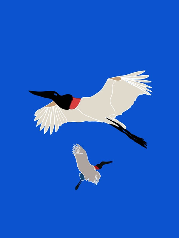 TUIUIU - DS 001