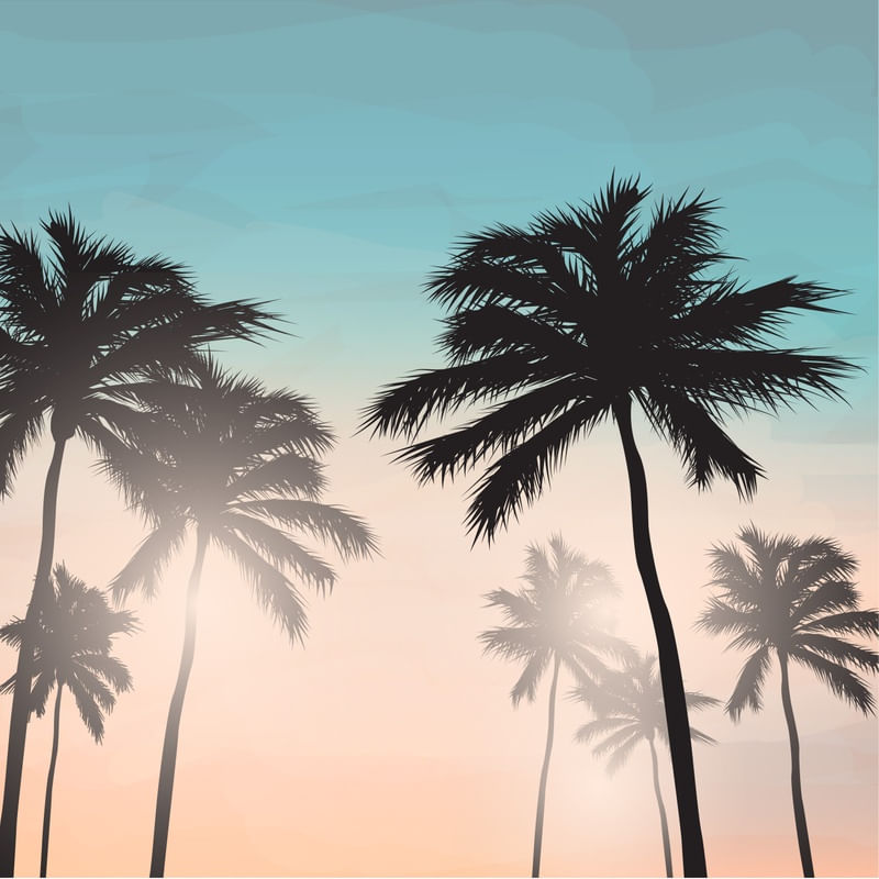 SUN AND PALM TREES