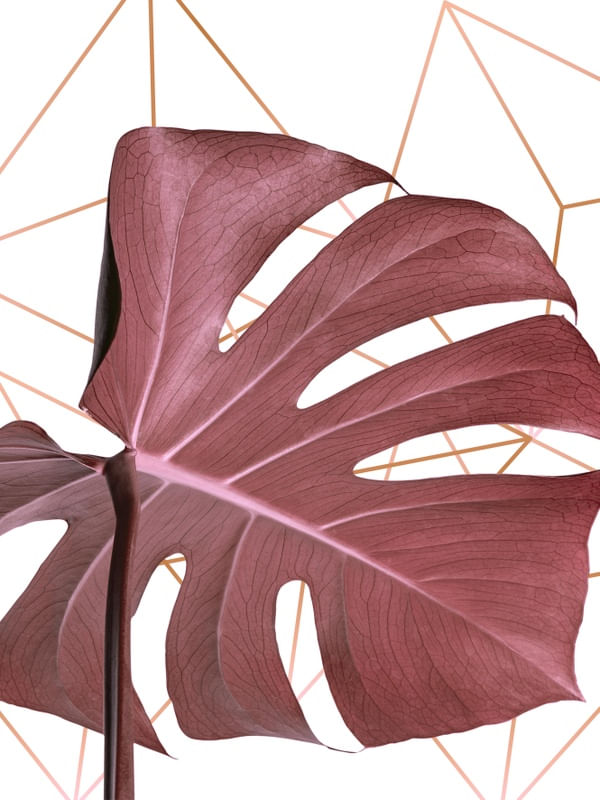 LINES AND LEAF