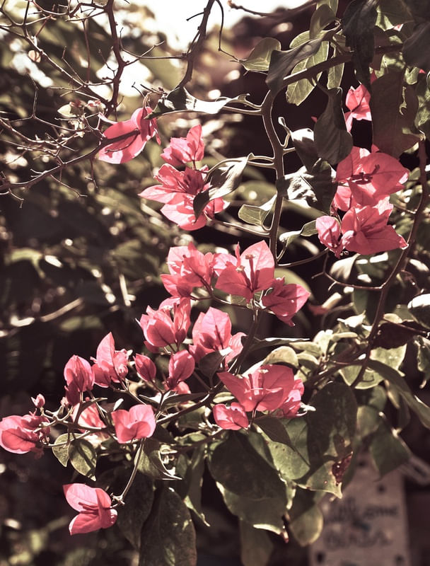 FLOWERING
