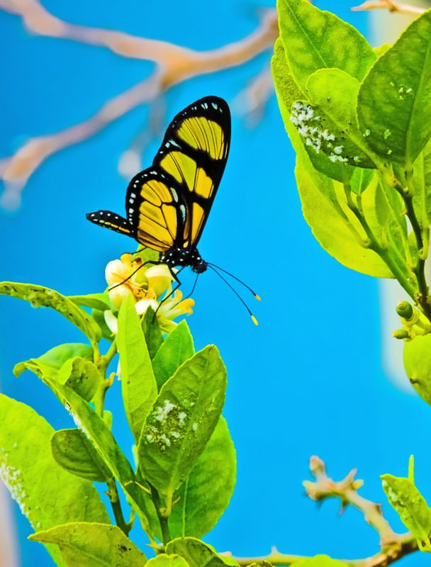 LITTLE BUTTERFLY