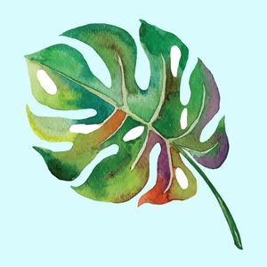 MONSTERA 1