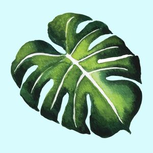 MONSTERA TROPICAL 2