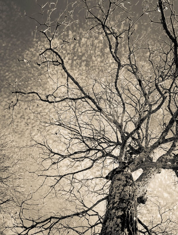 GRAY DAY