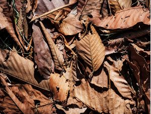 FOLHAS DE OUTONO 02