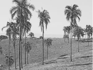 PALM TREES BW