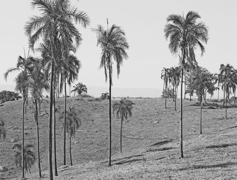 PALM TREES BW