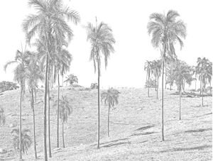 PALM TREES 2