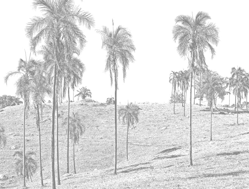 PALM TREES 2