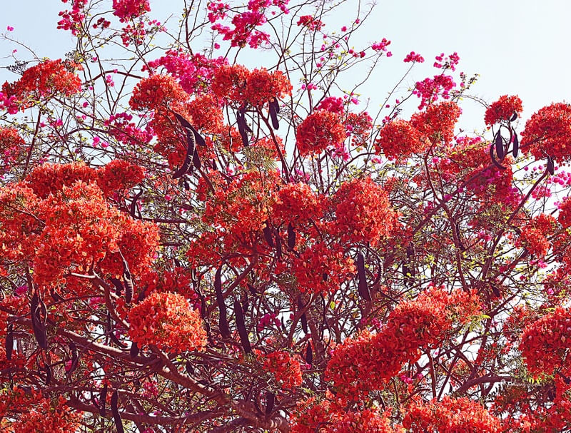 SPLENDID FLOWERS
