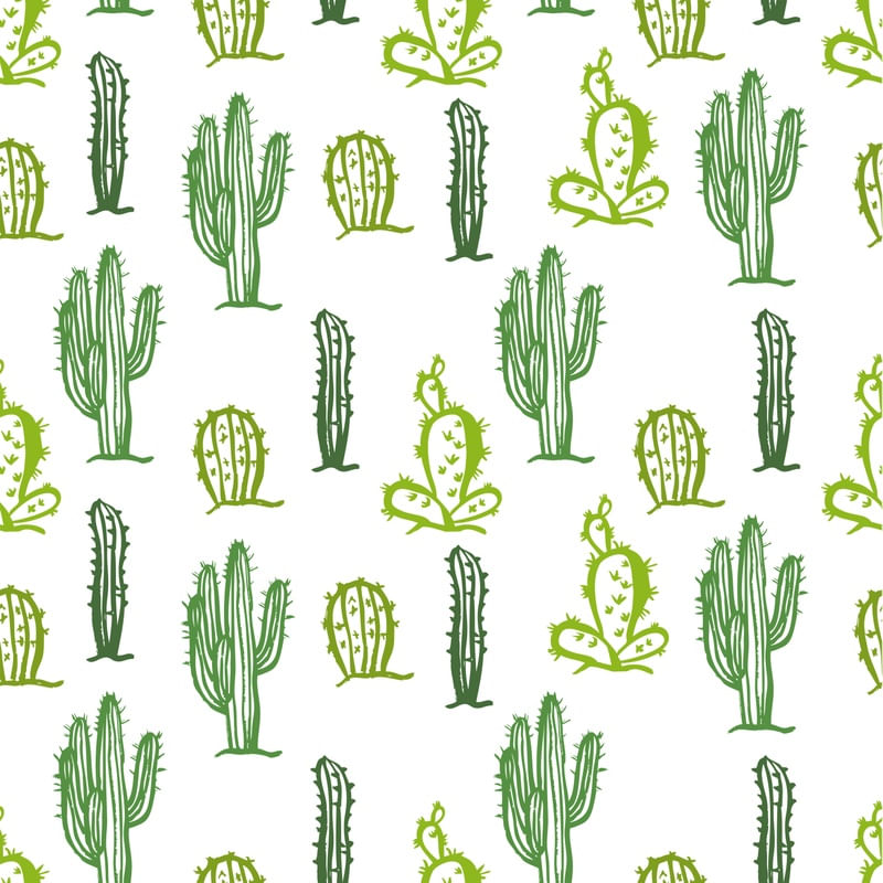 CACTOS LINDOS