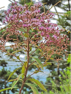 FLOR DO CAMPO