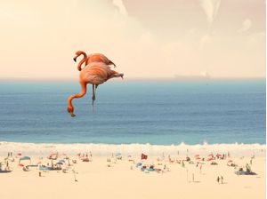 FLAMINGO ON THE BEACH