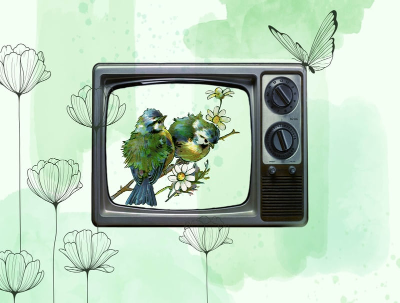 ARTE TV BIRDS RETRÔ