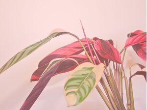 MARANTA TRICOLOR 02