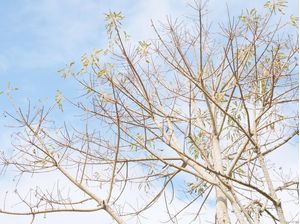 GALHOS E FOLHAS DE INVERNO 02