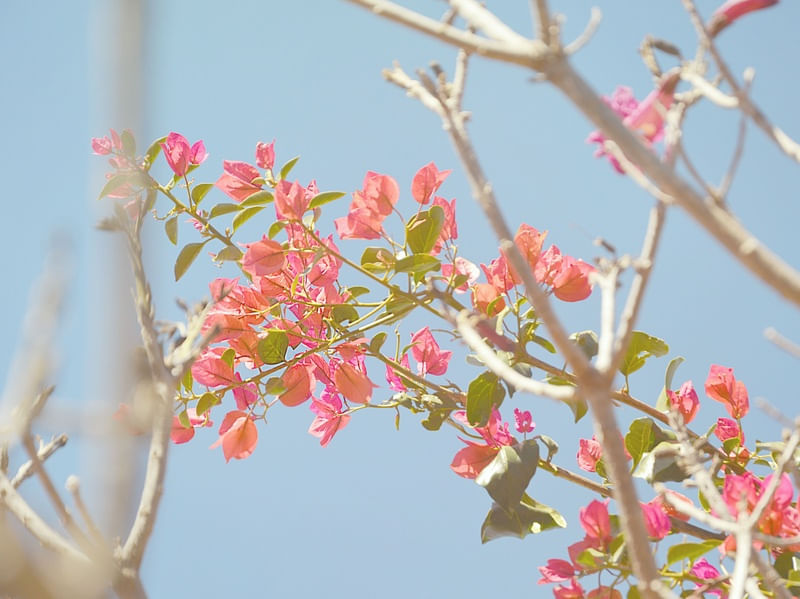 FLORES DA PRIMAVERA 01