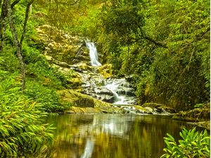 CACHOEIRA NA FLORESTA