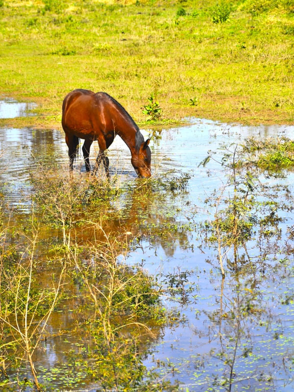 HORSE ON THE LAKE