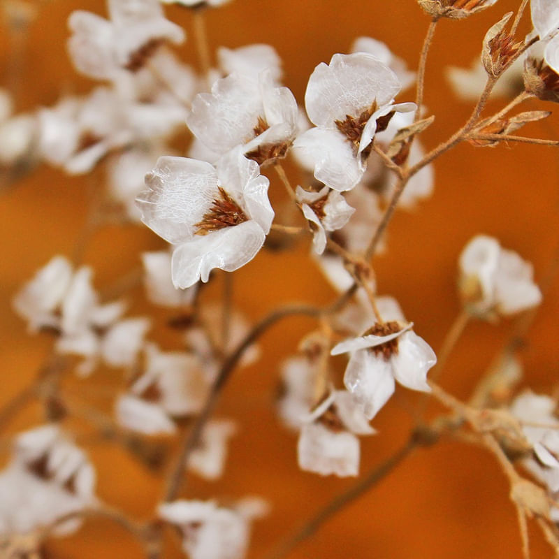 FLOR TERRACOTA