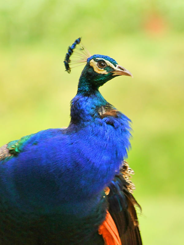PAVÃO 1