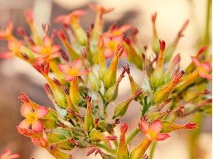 FLORZINHAS LARANJA
