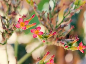 FLORZINHAS PINK