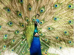 A BELEZA DO PAVÃO