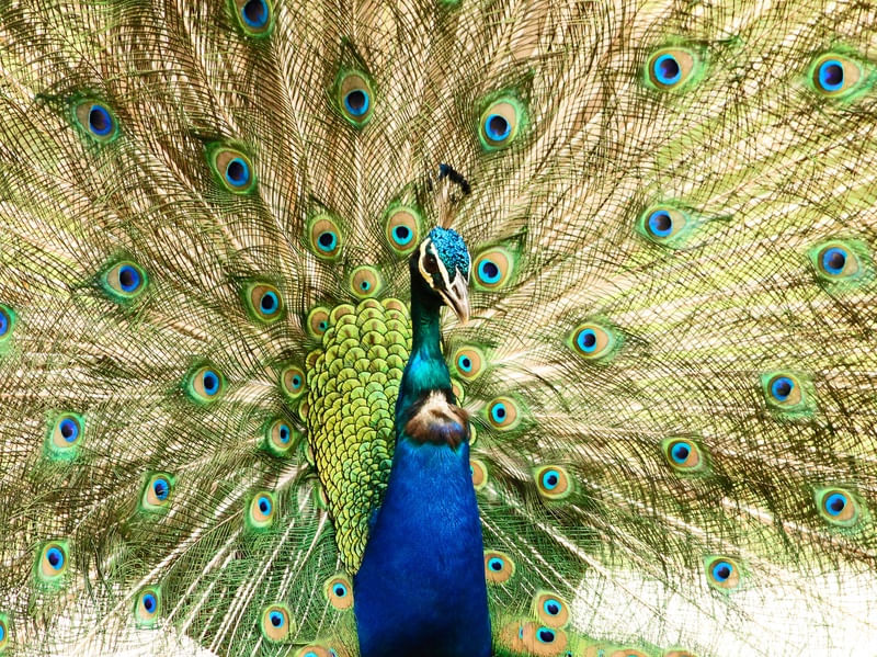 A BELEZA DO PAVÃO