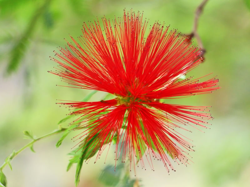 FLOR VERMELHA PELUDA