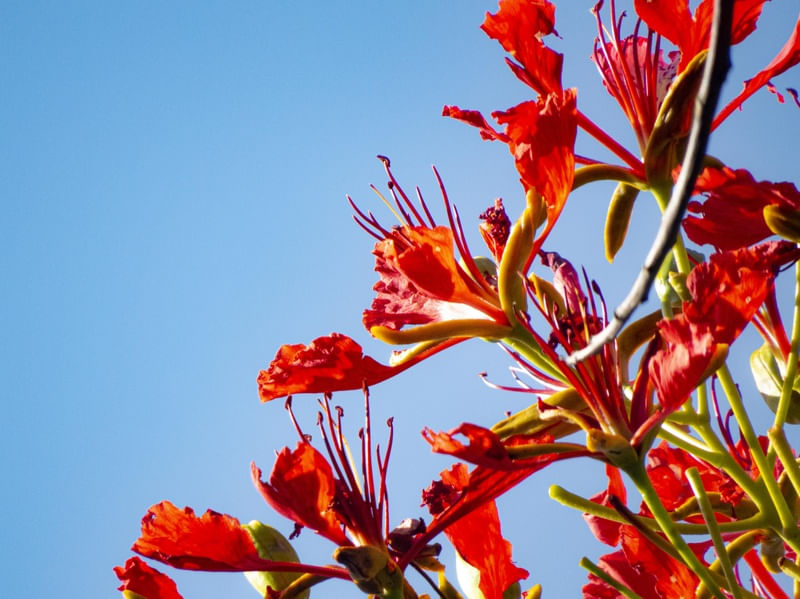SKY AND FLOWER