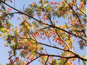 CÉU AZUL E FLORES VERMELHAS