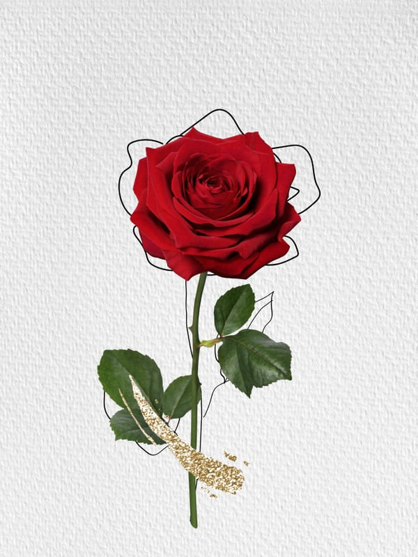 ROSE AND LINES