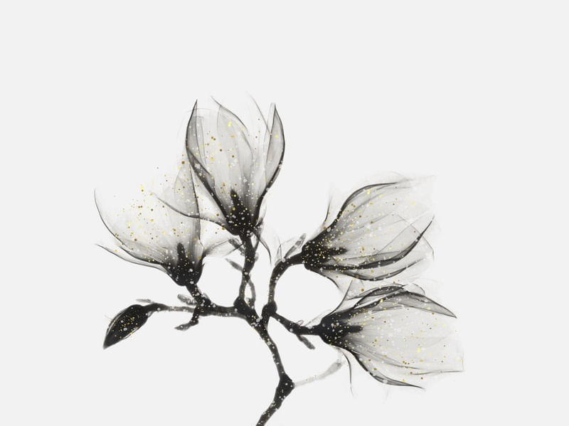 DELICATE LEAVES