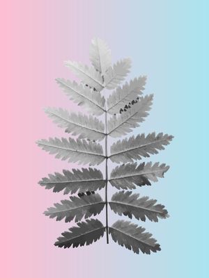 LEAVES POP