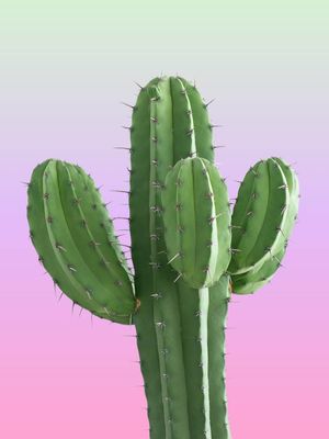 CACTUS POP