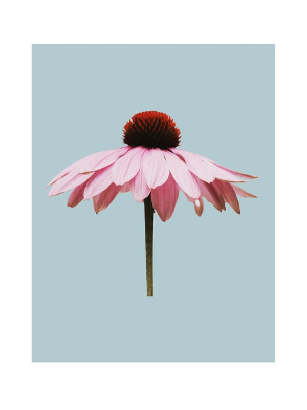 MARGARIDA ROSA MINIMALISTA