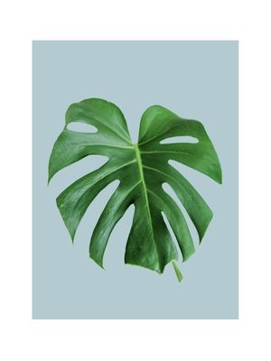 LEAF MINIMALISTA