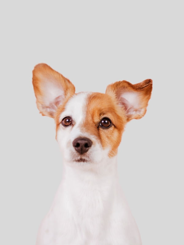 ARTE DOG BABY