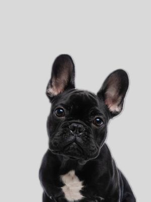 ARTE BABY PUG