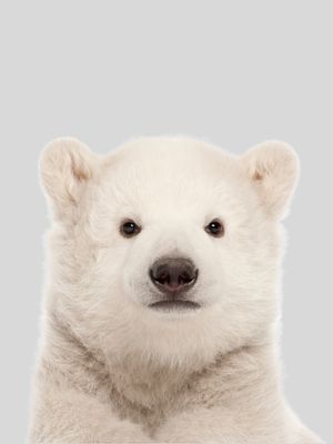 ARTE BABY POLAR BEAR