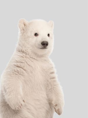 ARTE BABY POLAR BEAR 2