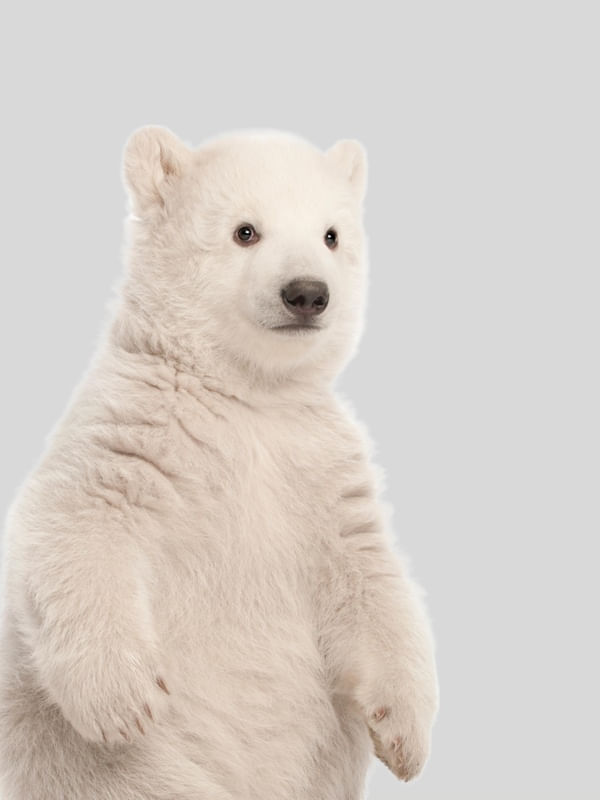 ARTE BABY POLAR BEAR 2