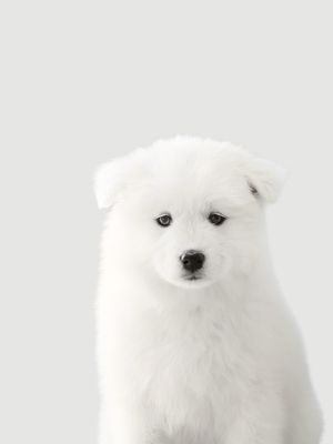 ARTE BABY DOG